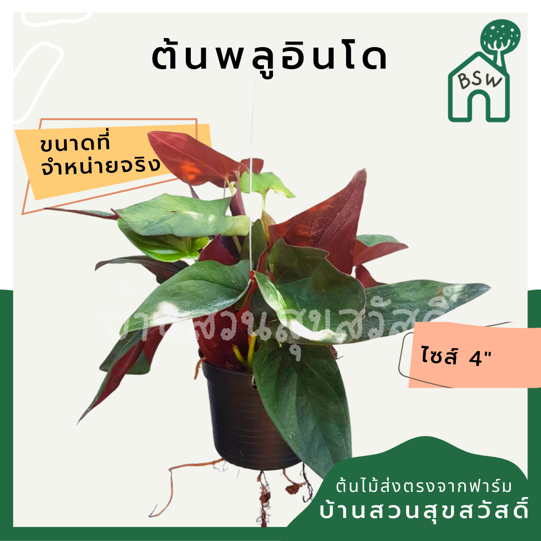 พลูอินโด (Scindapsus Pictus) ไม้เลื้อยฟอกอากาศยอดนิยมในกระถาง