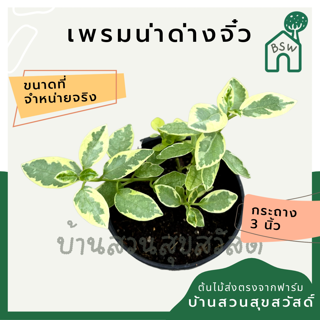 เพรมน่าด่างจิ๋ว (Premna Serratifolia) บอนไซในกระถางพร้อมตั้ง