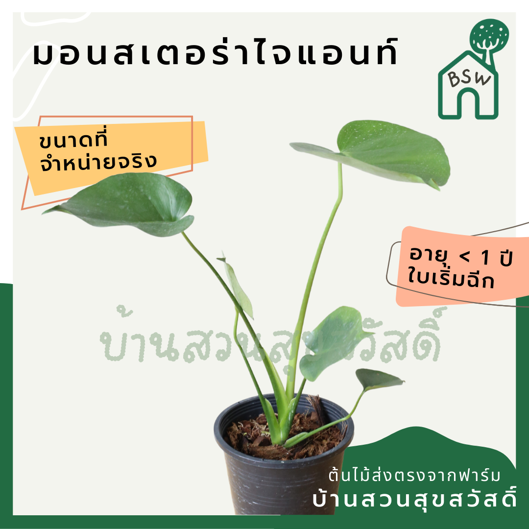 มอนสเตอร่า (Monstera Deliciosa) ไม้ฟอกอากาศยอดนิยมในกระถาง
