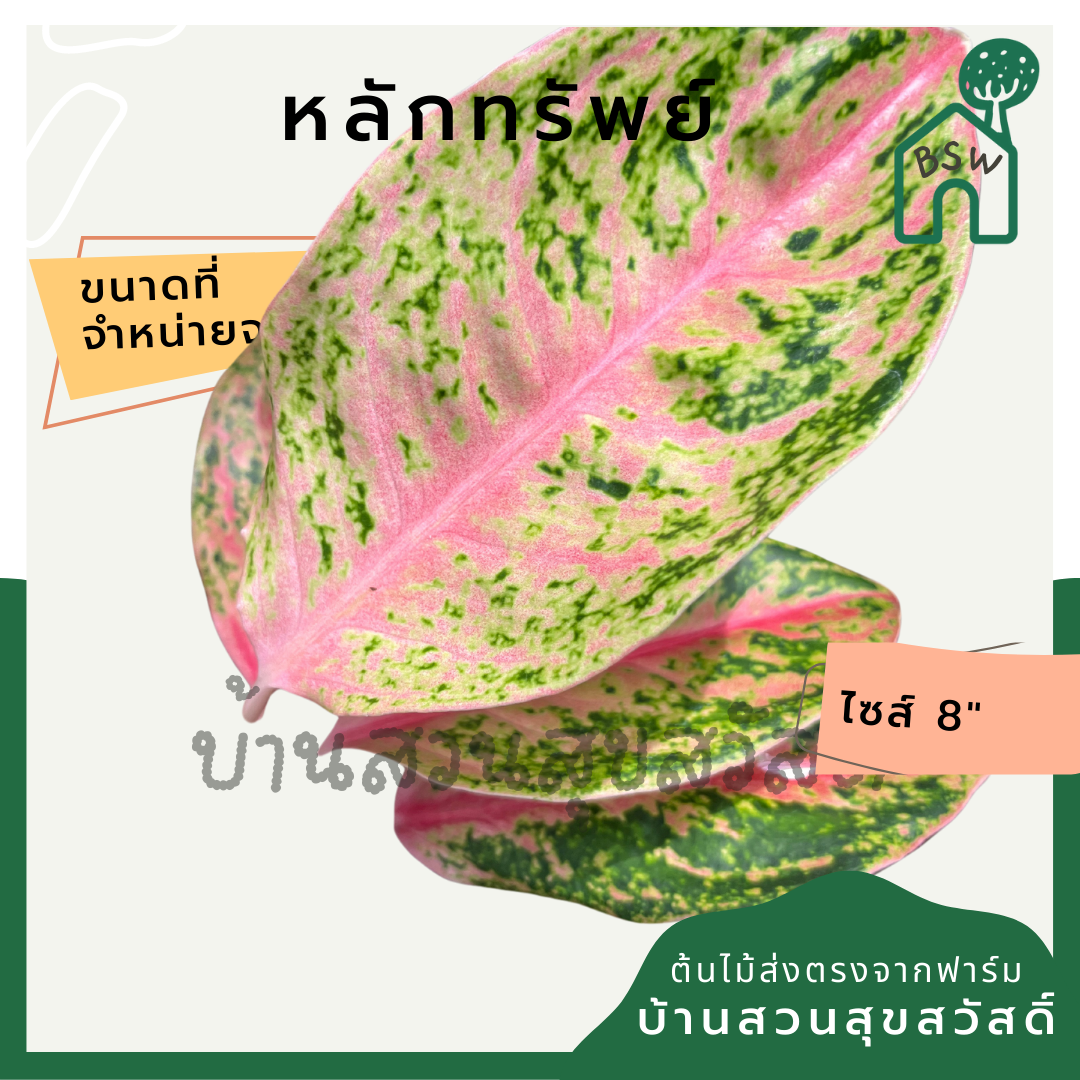 หลักทรัพย์ ต้นหลักทรัพย์ กระถาง 8 นิ้ว อโกลนีมา ด่างแบบโดดเด่น aglaonema ไม้แรร์