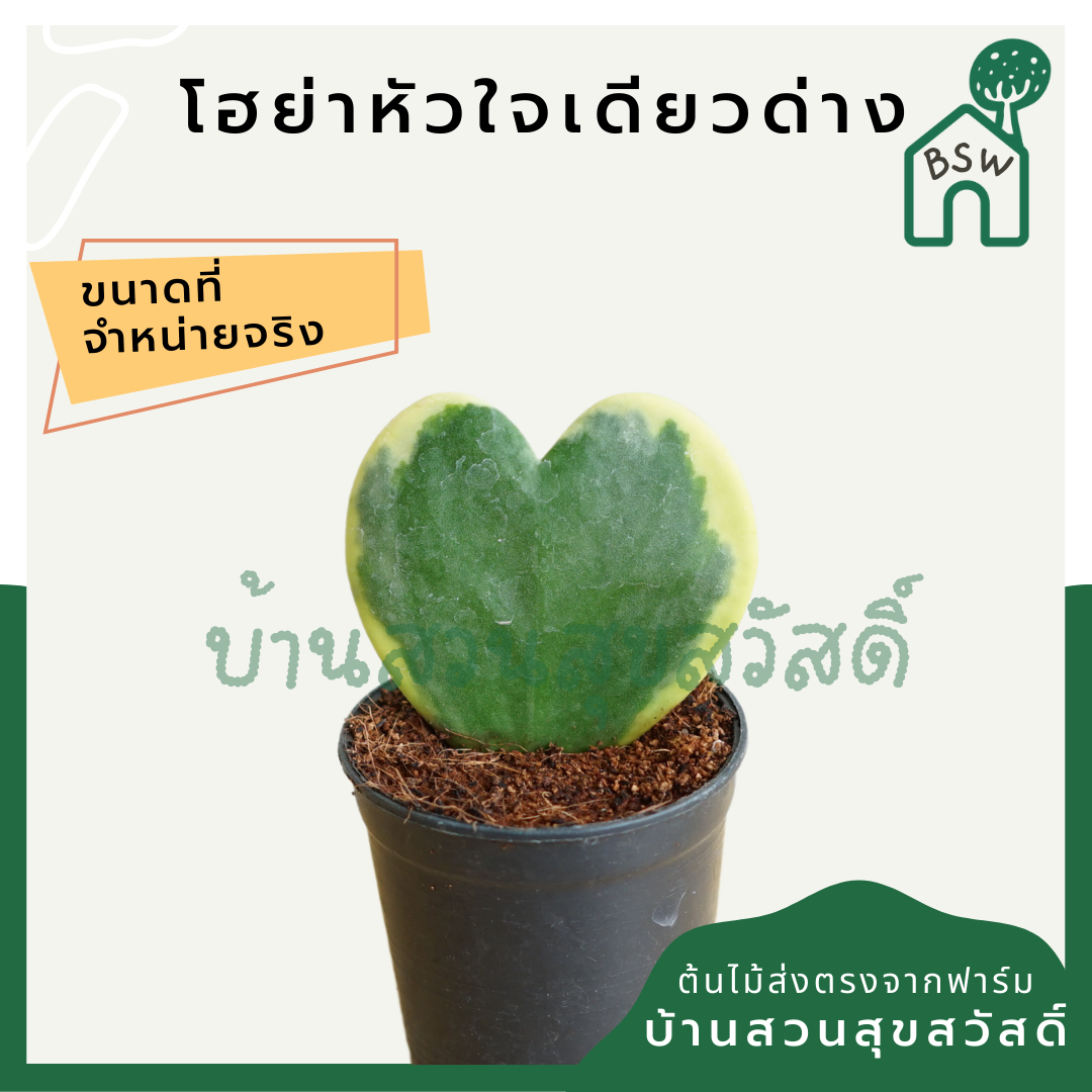 ต้นโฮย่าหัวใจใบเดียว มาในกระถางพร้อมตั้ง