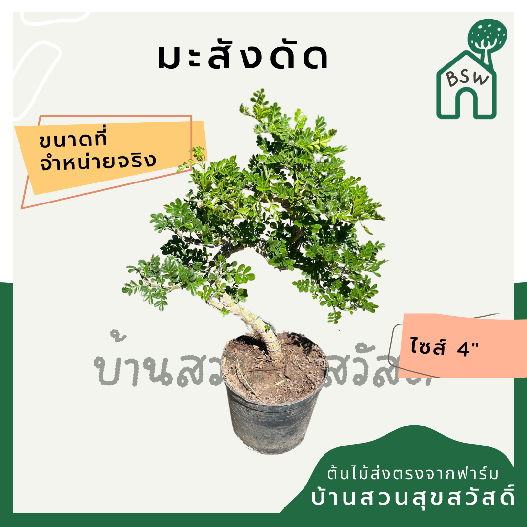 มะสัง 4 นิ้ว ฟอร์มดัดสวย มาในกระถางพร้อมตั้ง