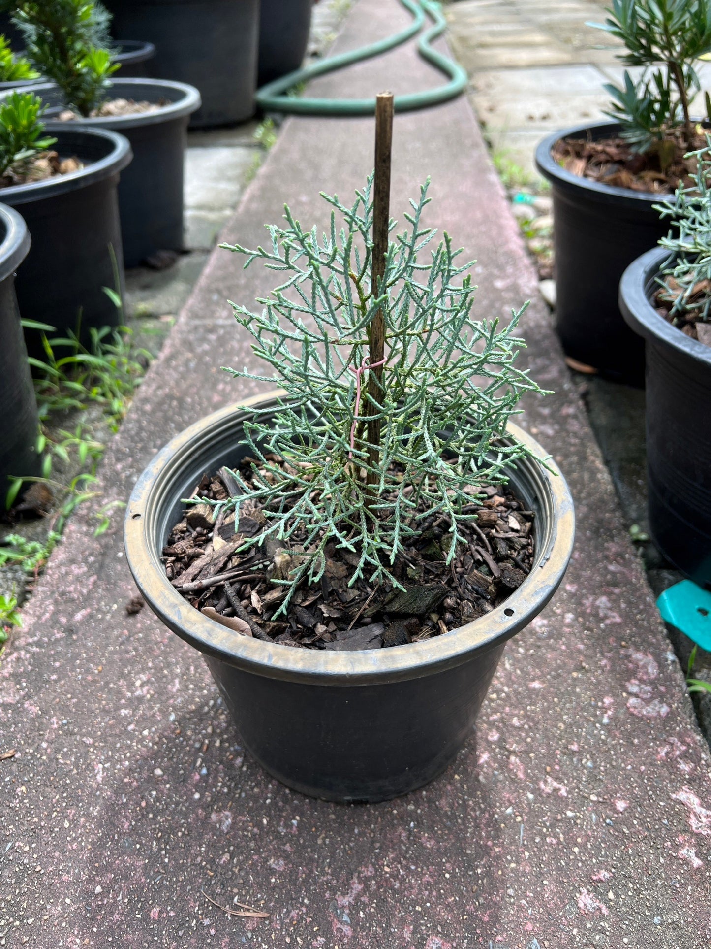 ต้นสนบลูไอซ์ (Blueice Cypress) ส่งพร้อมกระถาง 8 นิ้ว ฟอร์มสวย
