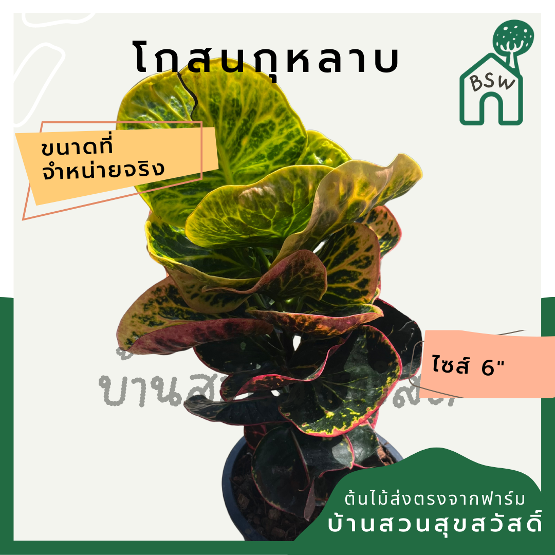 โกสนกุหลาบ กระถาง 5-6 นิ้ว ต้นโกสน เป็นไม้แดด ไม้ด่างสวย ใบสีสันสดใส