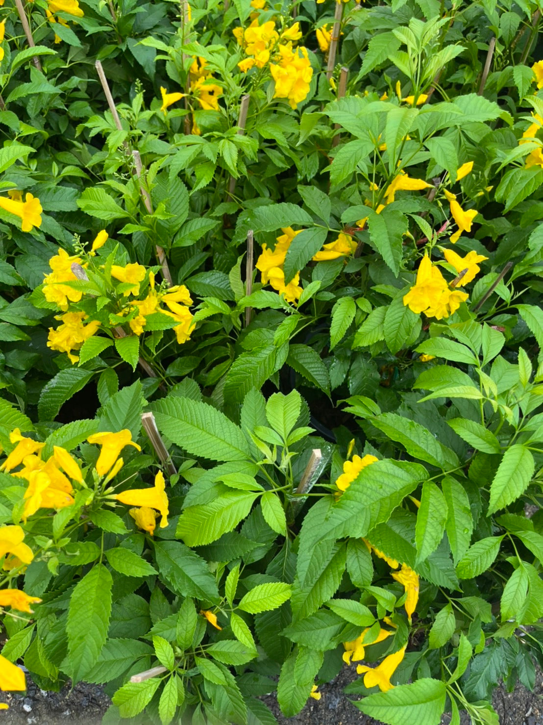 ทองอุไร (Tecoma Stans) ไม้ดอกออกแดดในกระถาง 8 นิ้ว