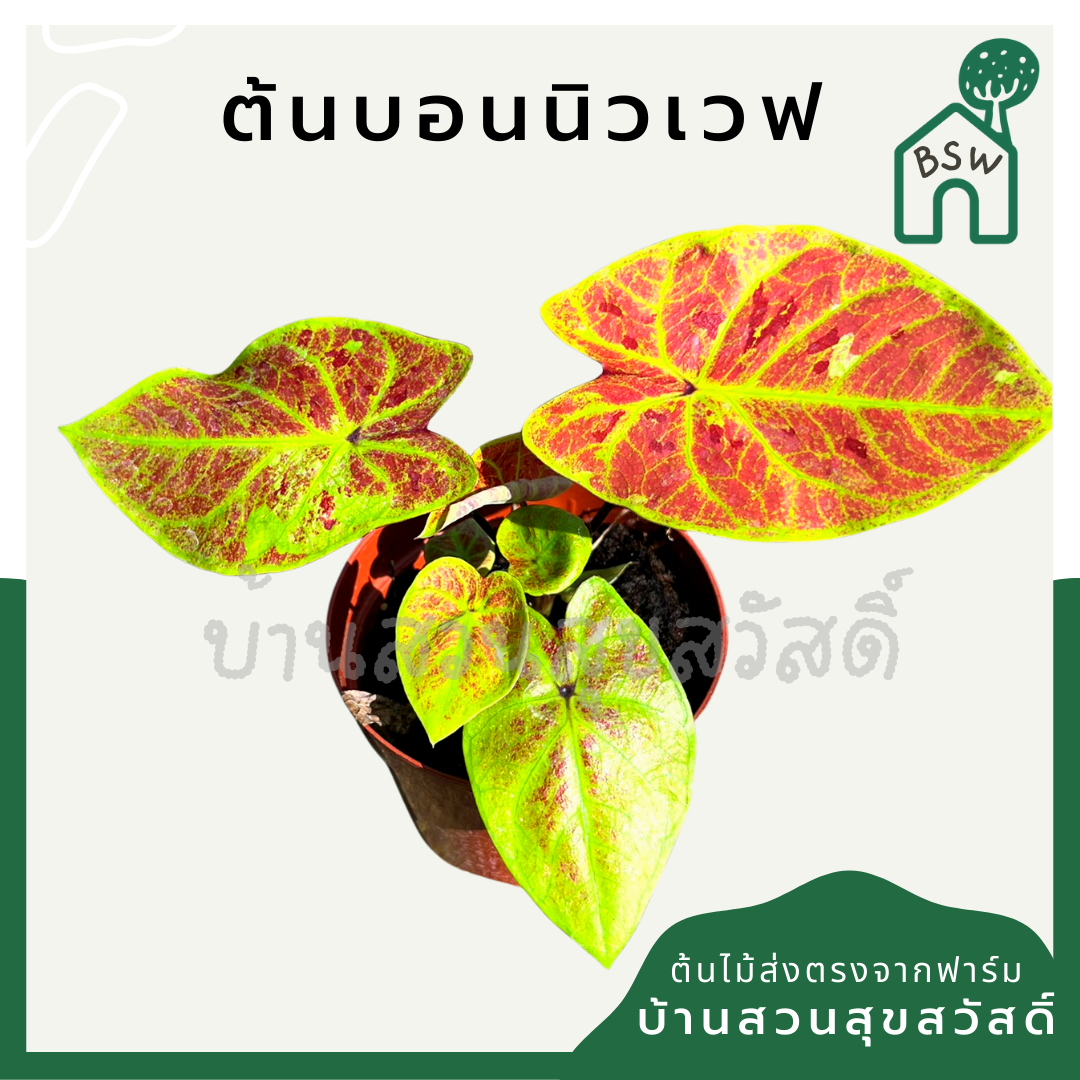 บอนสีนิวเวฟ (Caladium 'New Wave') ไม้ใบมงคลในกระถางพร้อมตั้ง