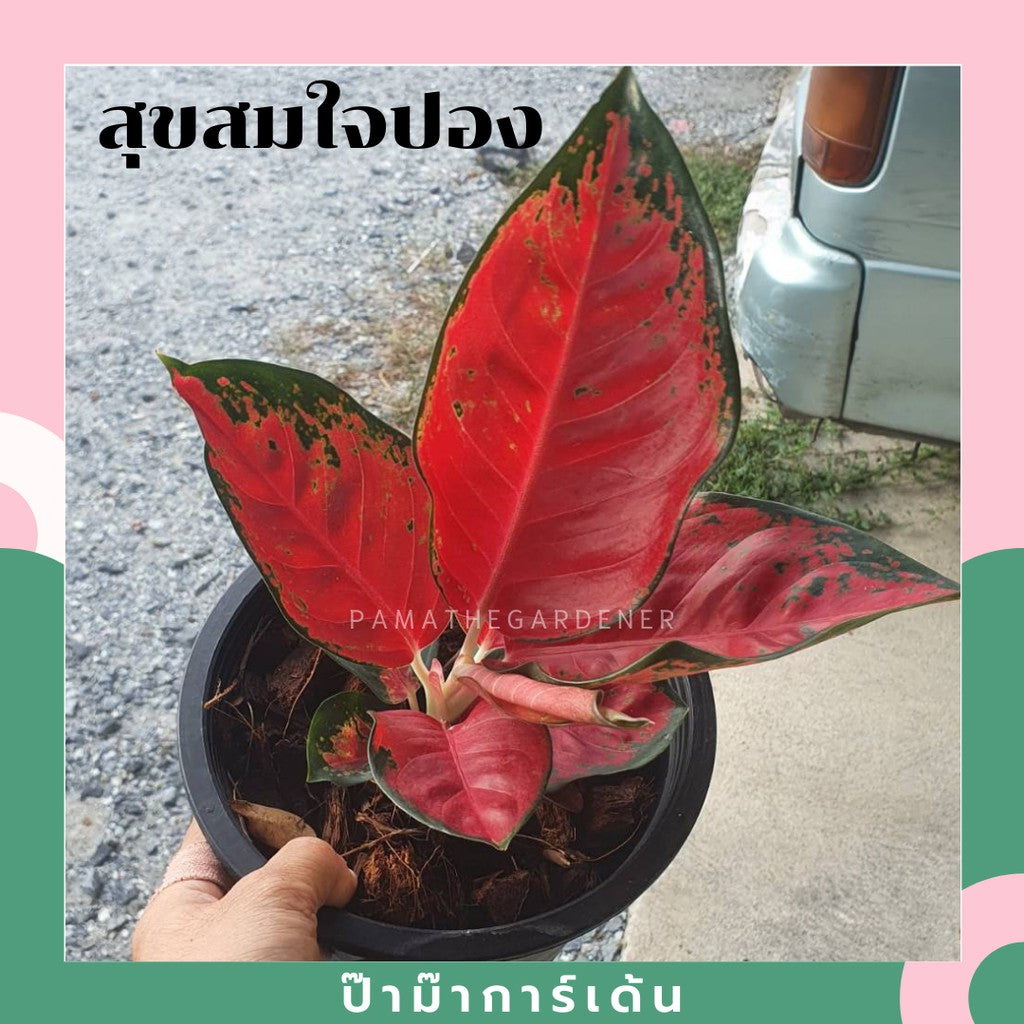 สุขสมใจปอง (Aglaonema) ไม้มงคลในกระถางพร้อมตั้ง