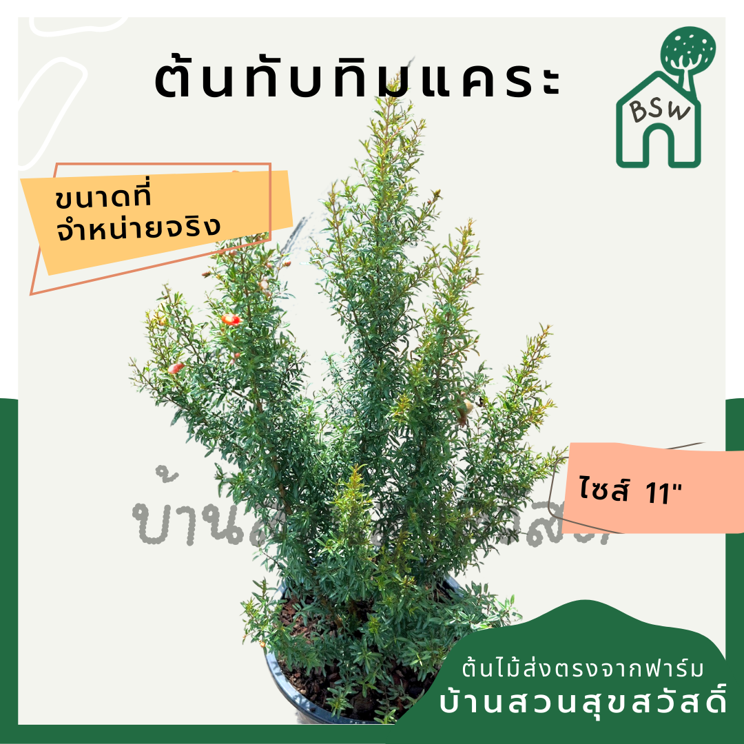 ต้นทับทิมแคระ กระถาง 11 นิ้ว