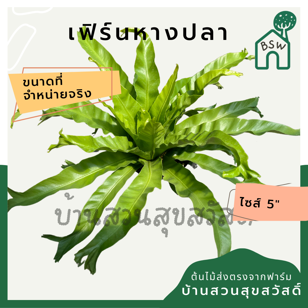 เฟิร์นหางปลา (Polypodium Aureum 'Mandaianum') ไม้ใบในกระถาง 5-6 นิ้ว