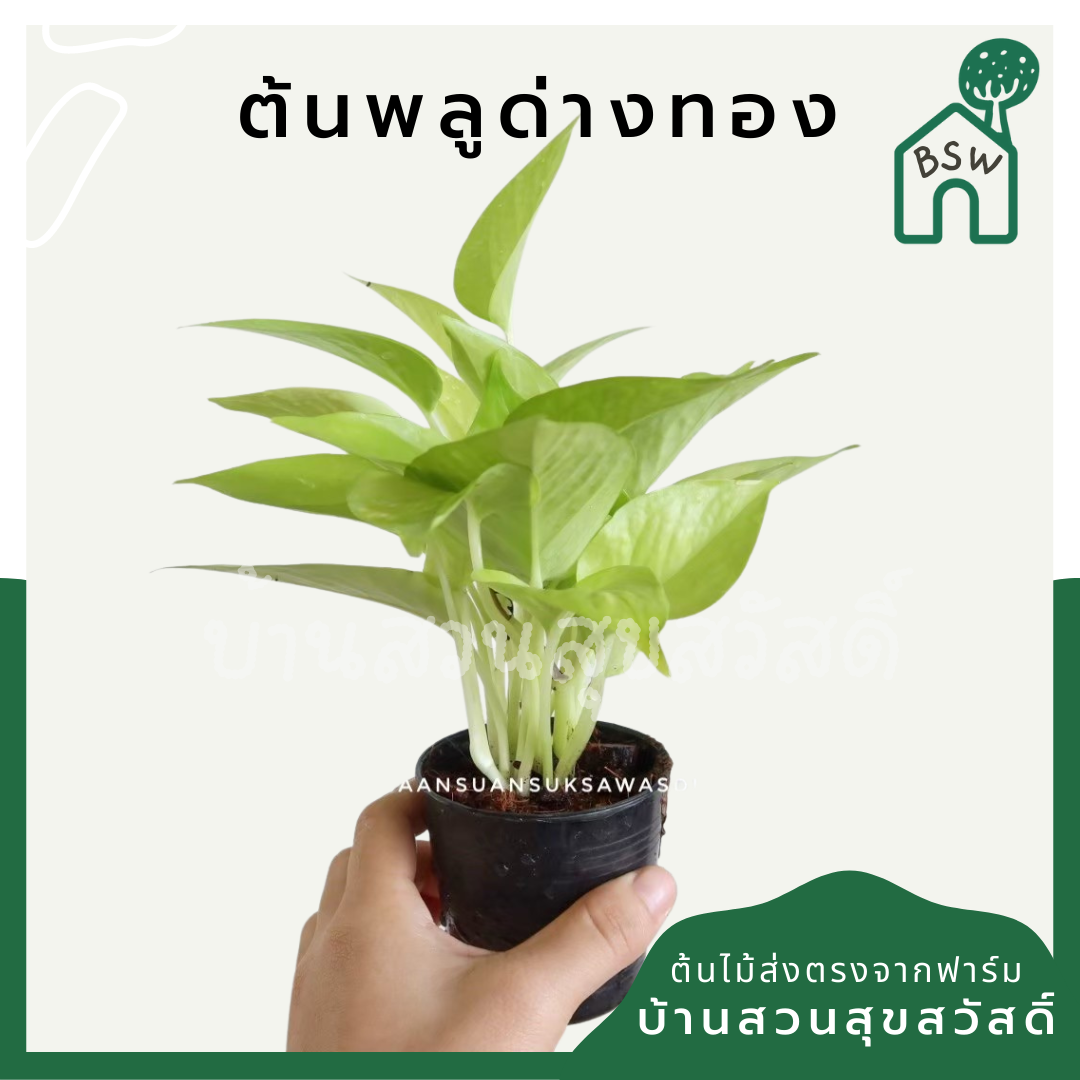 พลูด่างทอง (Golden Pothos) ไม้เลื้อยฟอกอากาศยอดนิยมในกระถาง