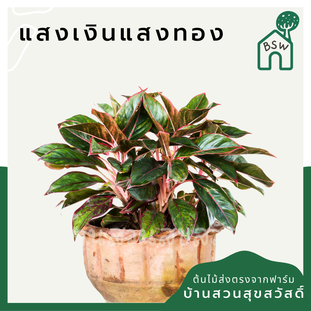 แสงเงินแสงทอง (Aglaonema) ไม้มงคลในกระถางพร้อมตั้ง