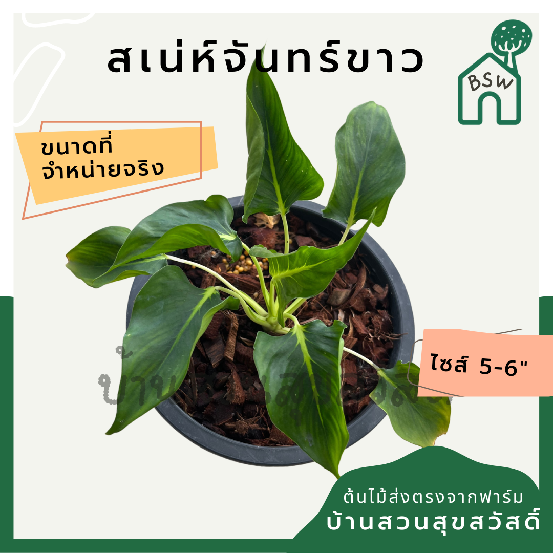 เสน่ห์จันทร์ขาว (Homalomena 'Saneh Chan Khao') ไม้มงคลในกระถางพร้อมตั้ง
