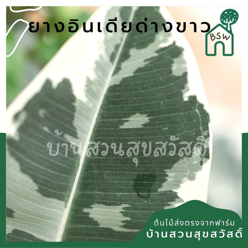 ยางอินเดียด่างขาว มีหลายขนาด