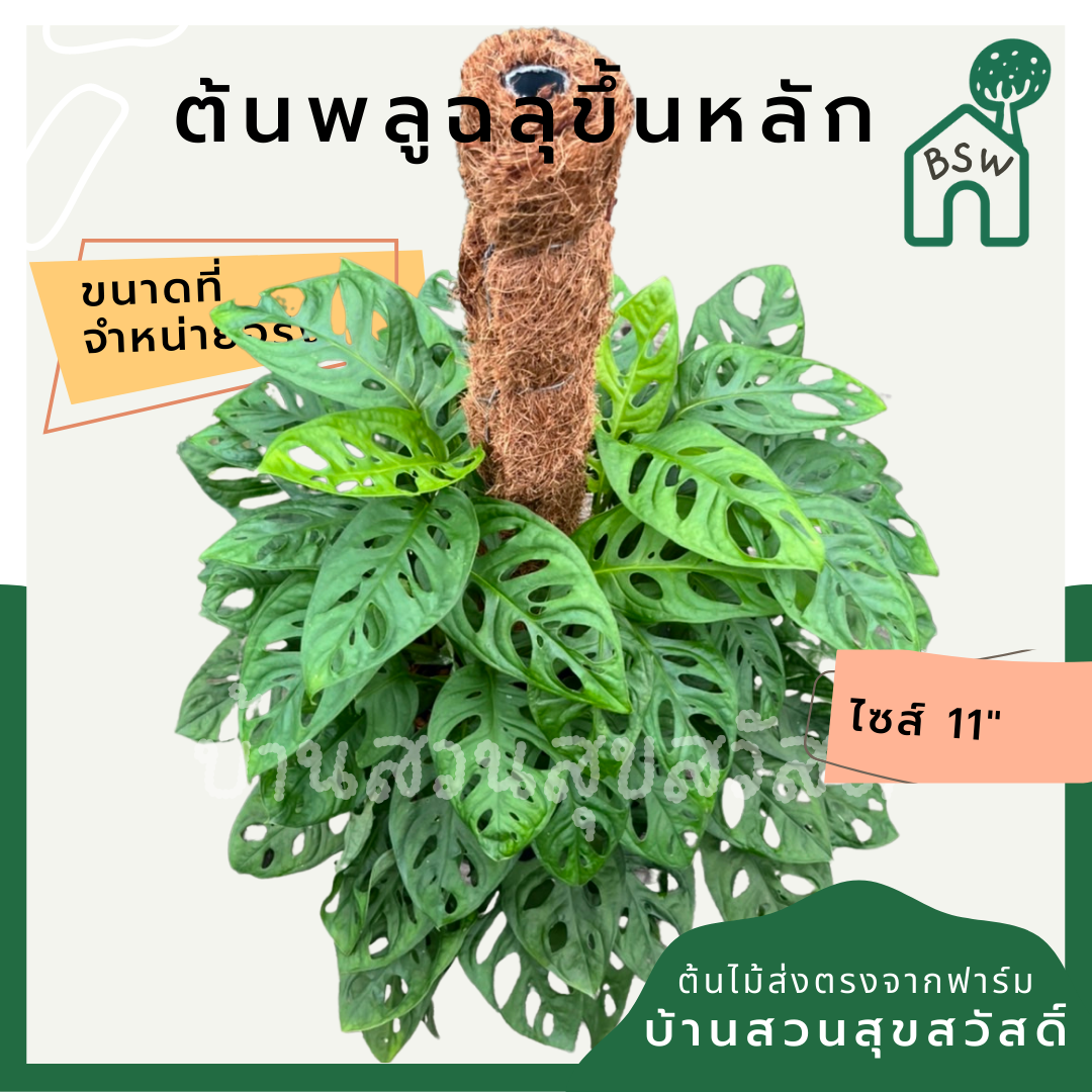 พลูฉลุไต่เสา (Monstera Adansonii) ไม้ฟอกอากาศในกระถางพร้อมตั้ง
