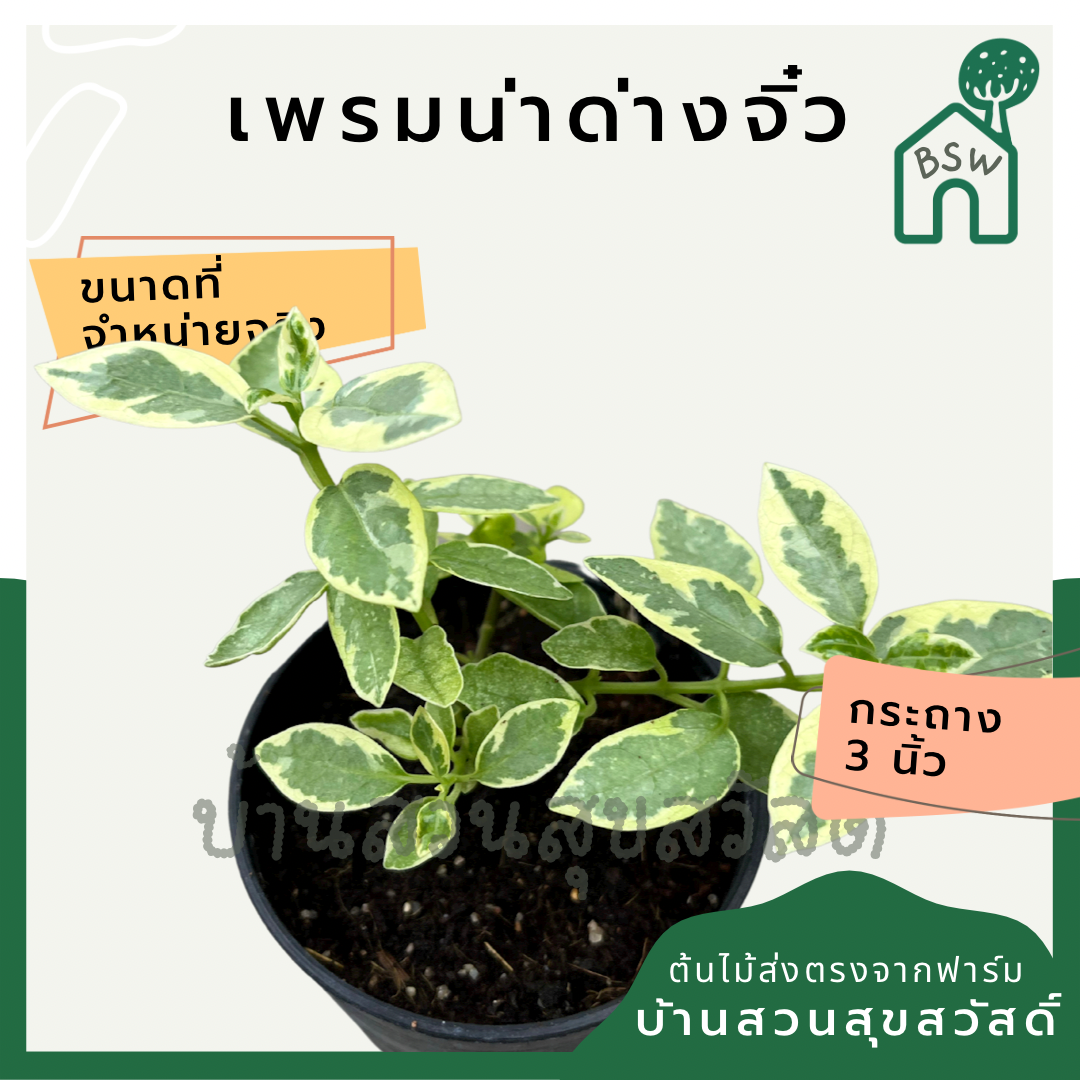 เพรมน่าด่างจิ๋ว (Premna Serratifolia) บอนไซในกระถางพร้อมตั้ง