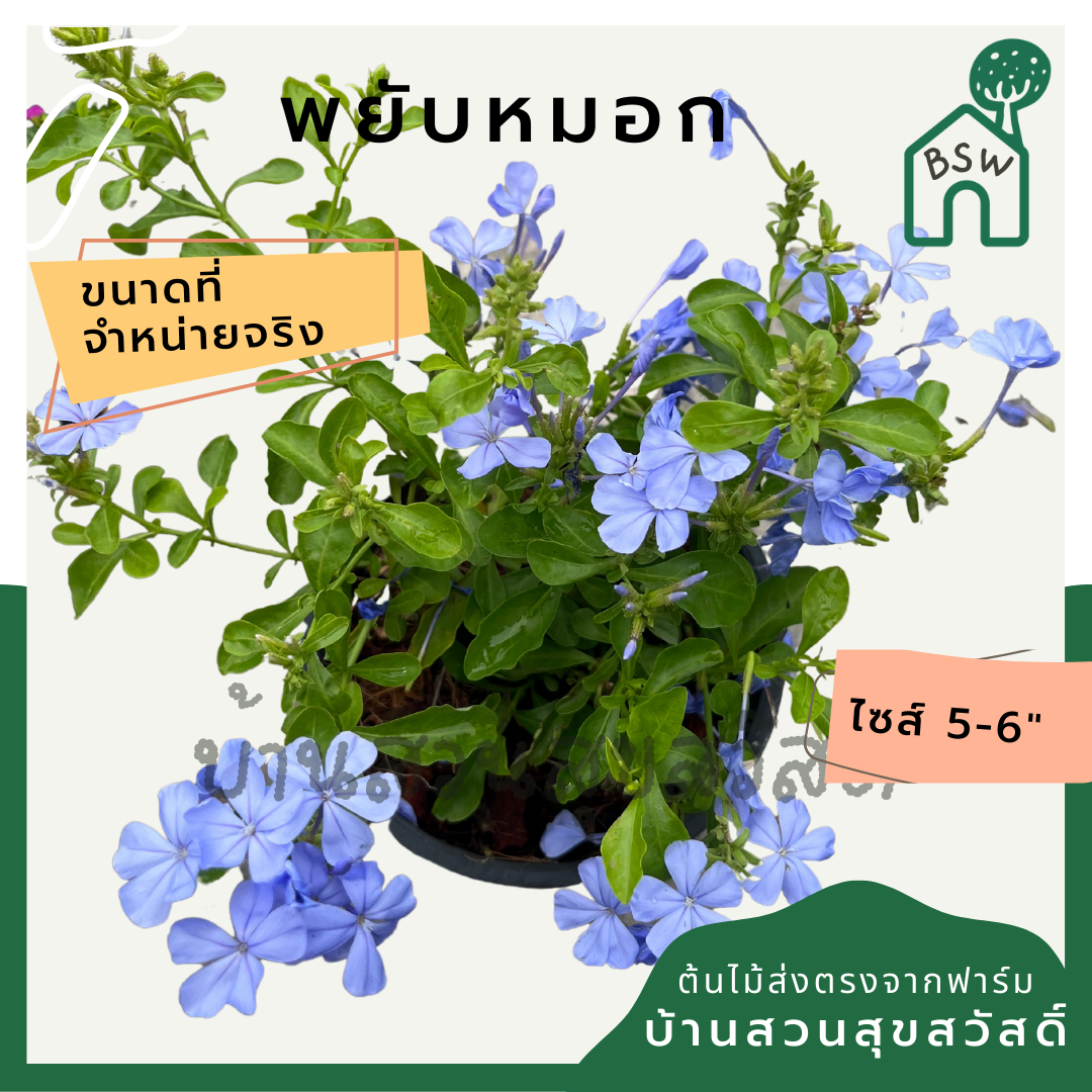 พยับหมอก (Plumbago Auriculata) ไม้ดอกสีฟ้าสวยในกระถาง 5-6 นิ้ว