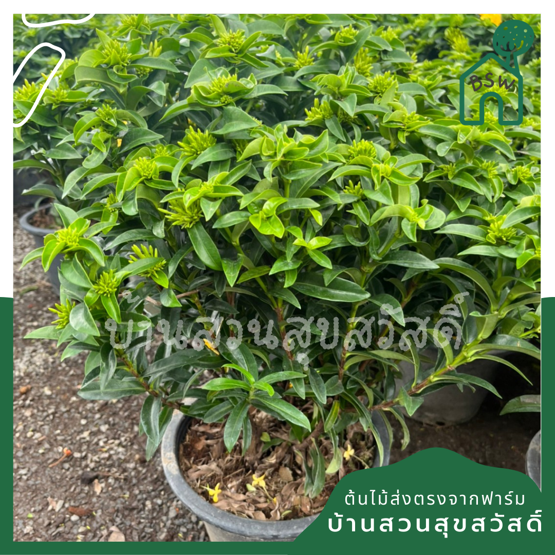 ต้นเข็ม ชัชวาลย์ กระถางใหญ่ พุ่มสูง ดอกมี 2 สี เข็มใบเรียวๆ