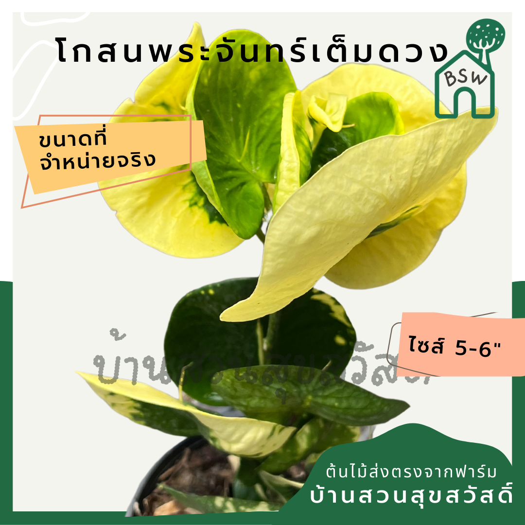 โกสนพระจันทร์เต็มดวง กระถาง 5-6 นิ้ว ต้นโกสน เป็นไม้แดด ไม้ด่างสวย ใบสีสันสดใส
