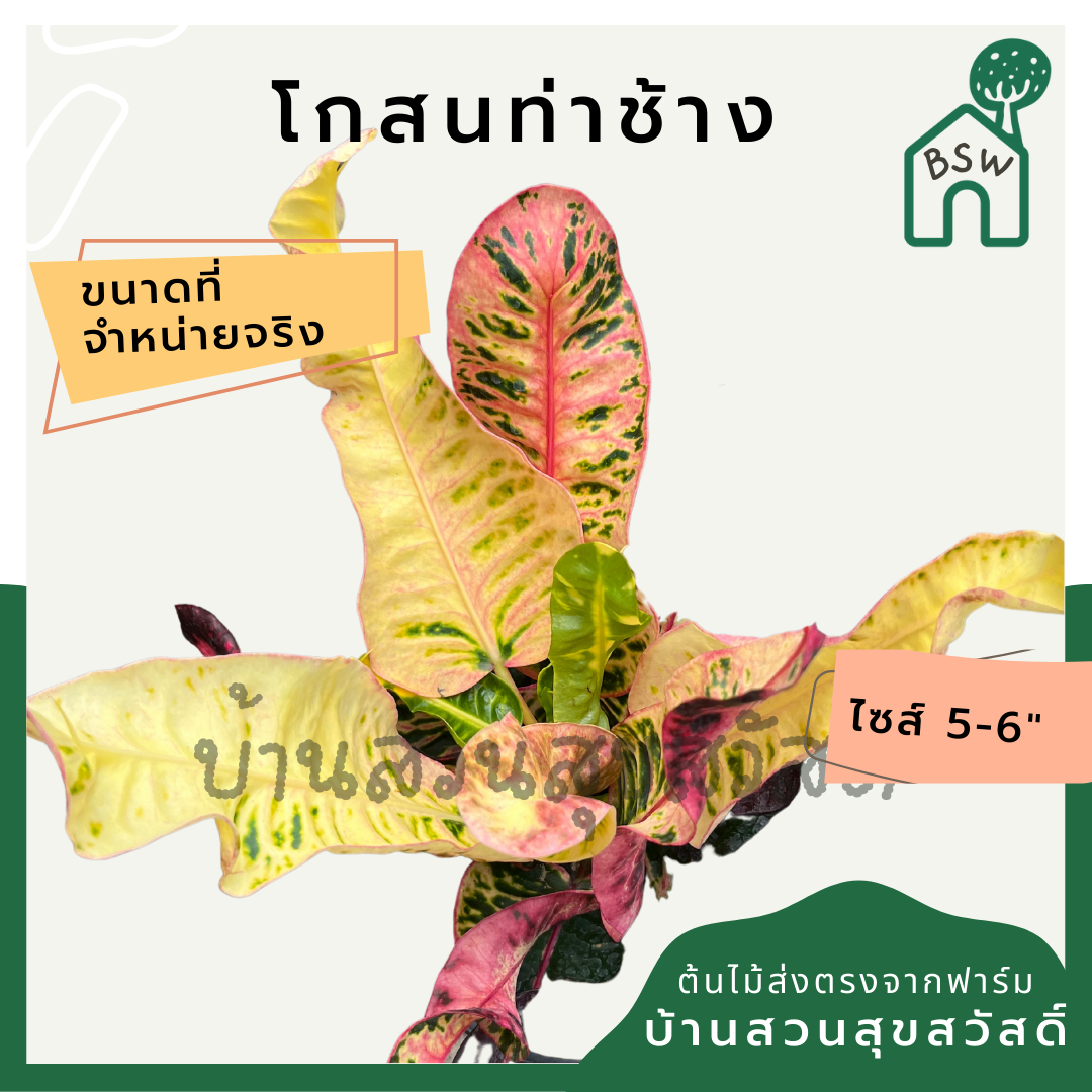 โกสนท่าช้าง กระถาง 5-6 นิ้ว ต้นโกสน เป็นไม้แดด ไม้ด่างสวย ใบสีสันสดใส