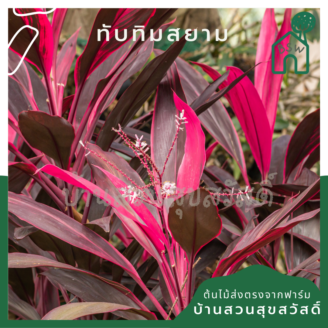 แดงทับทิมสยาม (Cordyline Fruticosa) ไม้มงคลในกระถาง 11 นิ้ว
