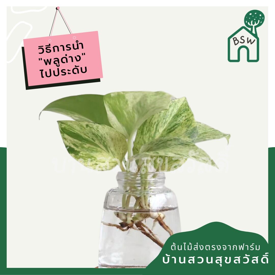 พลูด่างราชินีหินอ่อน (Epipremnum Aureum 'Marble Queen') ไม้ฟอกอากาศในกระถาง 4 นิ้ว - Pamathegardener