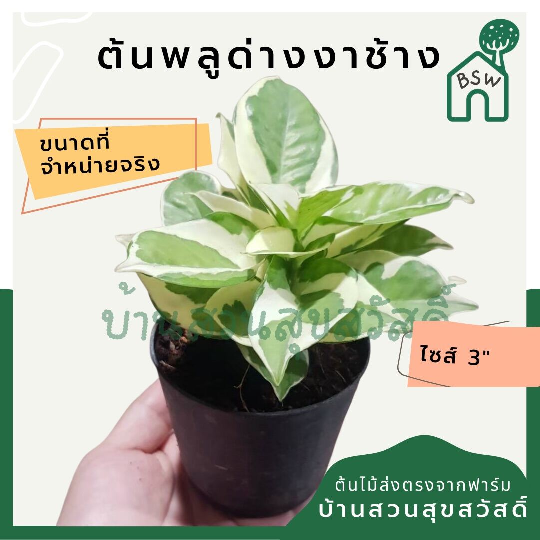 พลูด่างงาช้าง (Epipremnum Aureum 'Neon') ไม้ฟอกอากาศในกระถาง 3 นิ้ว - Pamathegardener