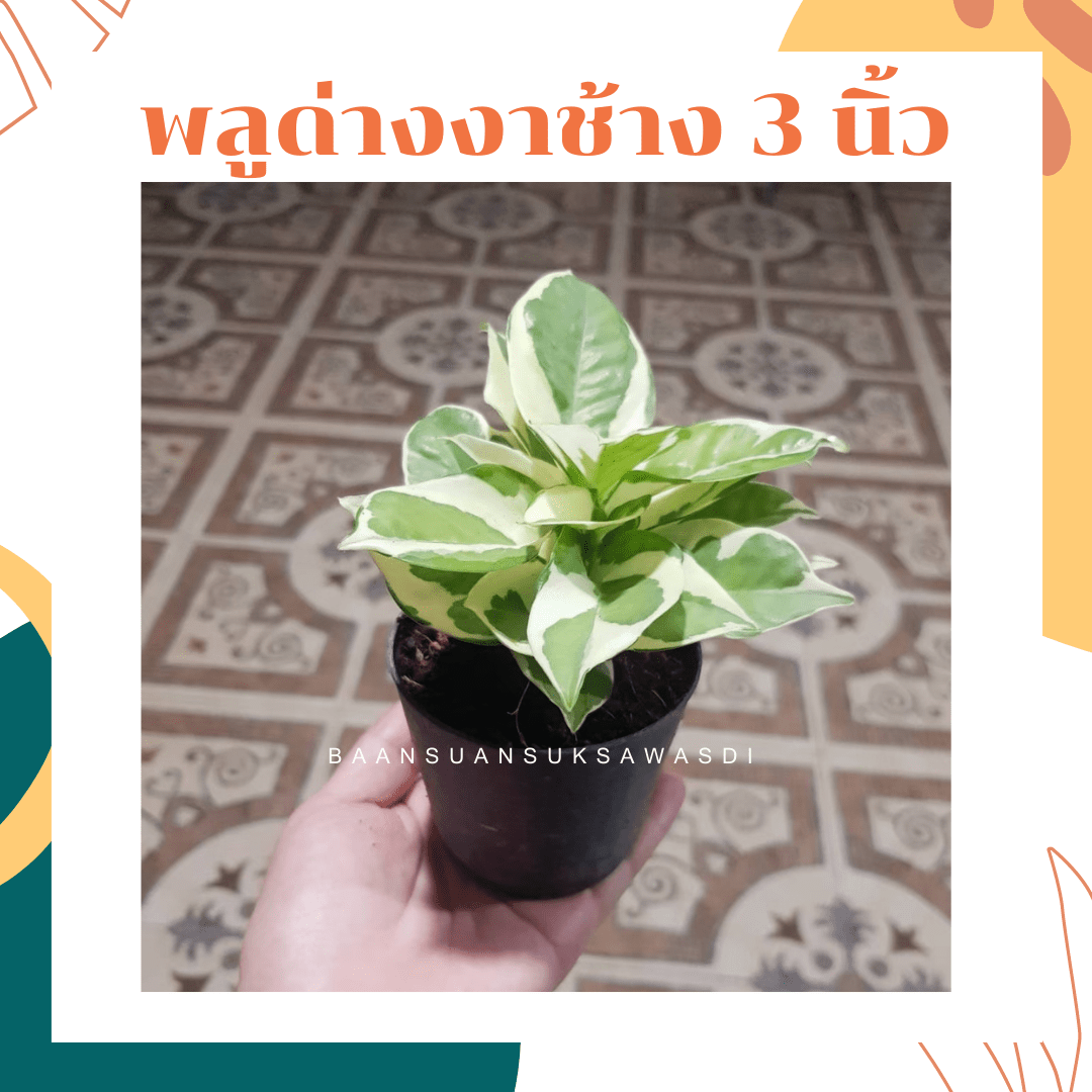 พลูด่างงาช้าง (Epipremnum Aureum 'Neon') ไม้ฟอกอากาศในกระถาง 3 นิ้ว - Pamathegardener