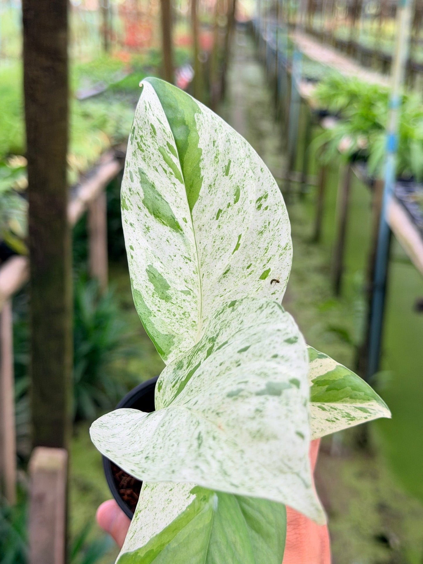 อิพิ มาเบิ้ล Epipremnum pinnatum marble Variegated พร้อมกระถาง 3 นิ้ว - Pamathegardener