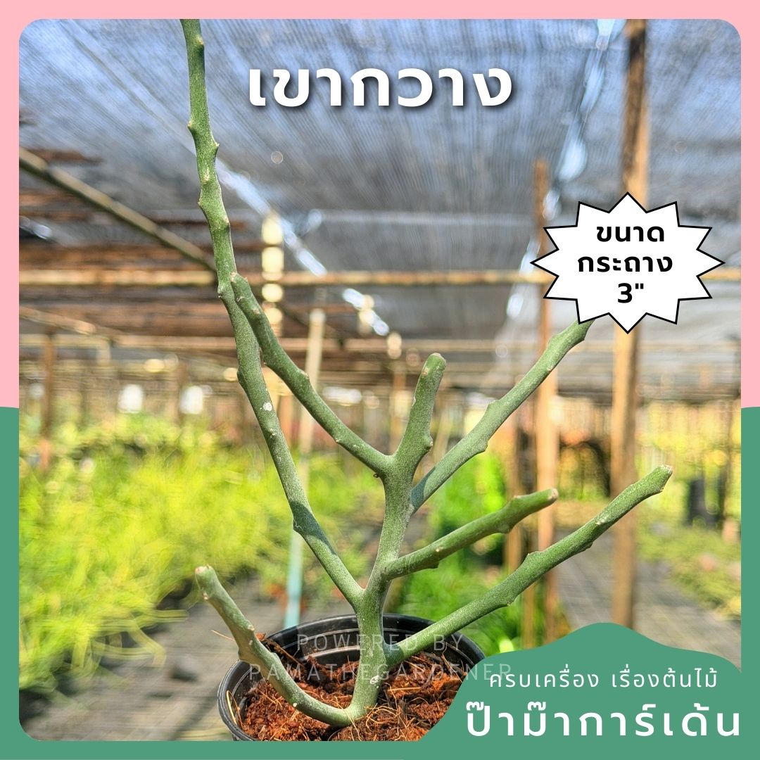 ต้นพญาไร้ใบเขากวาง Euphorbia stenoclada กระถาง 3 นิ้ว - Pamathegardener