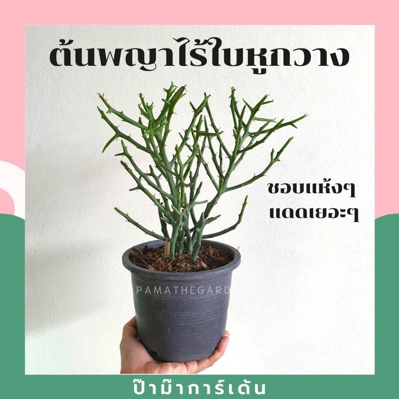 พญาไร้ใบ (Euphorbia Tirucalli) ปะการังในกระถางพร้อมตั้ง - Pamathegardener