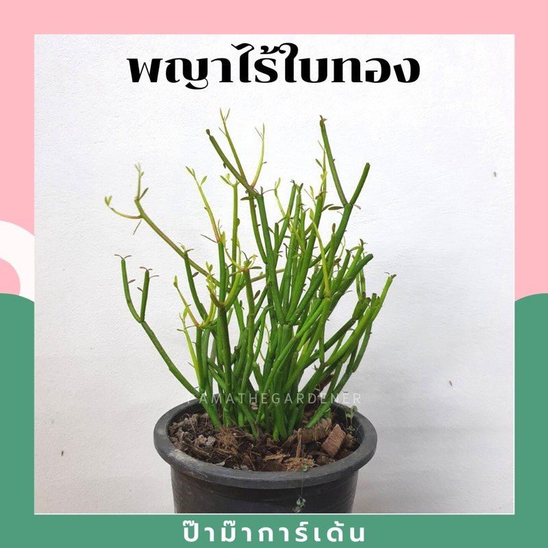 พญาไร้ใบ (Euphorbia Tirucalli) ปะการังในกระถางพร้อมตั้ง - Pamathegardener