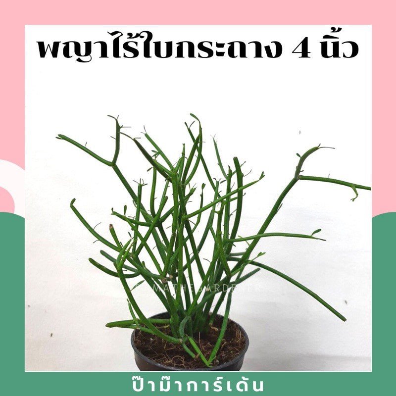 พญาไร้ใบ (Euphorbia Tirucalli) ปะการังในกระถางพร้อมตั้ง - Pamathegardener