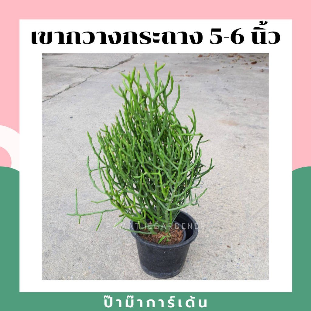 พญาไร้ใบ (Euphorbia Tirucalli) ปะการังในกระถางพร้อมตั้ง - Pamathegardener