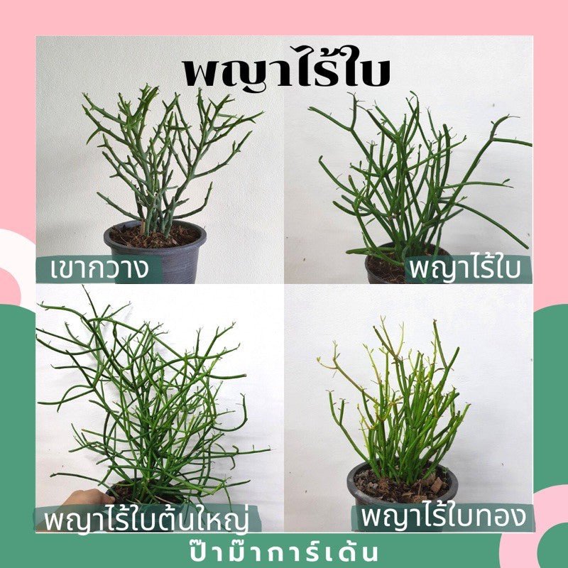 พญาไร้ใบ (Euphorbia Tirucalli) ปะการังในกระถางพร้อมตั้ง - Pamathegardener
