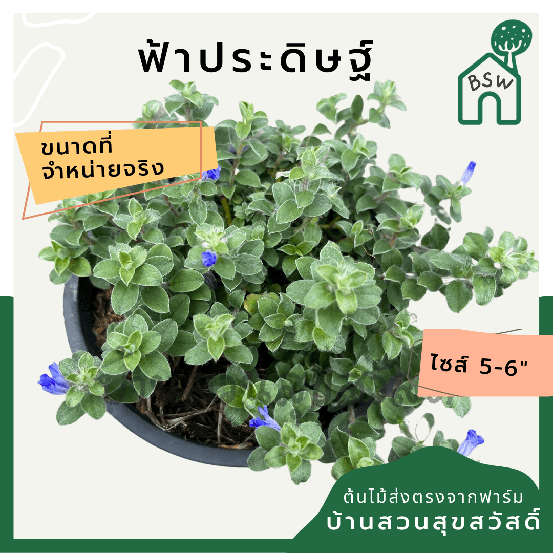 ฟ้าประดิษฐ์ (Evolvulus Glomeratus) ไม้ดอกสีฟ้าในกระถาง 5 - 6 นิ้ว - Pamathegardener