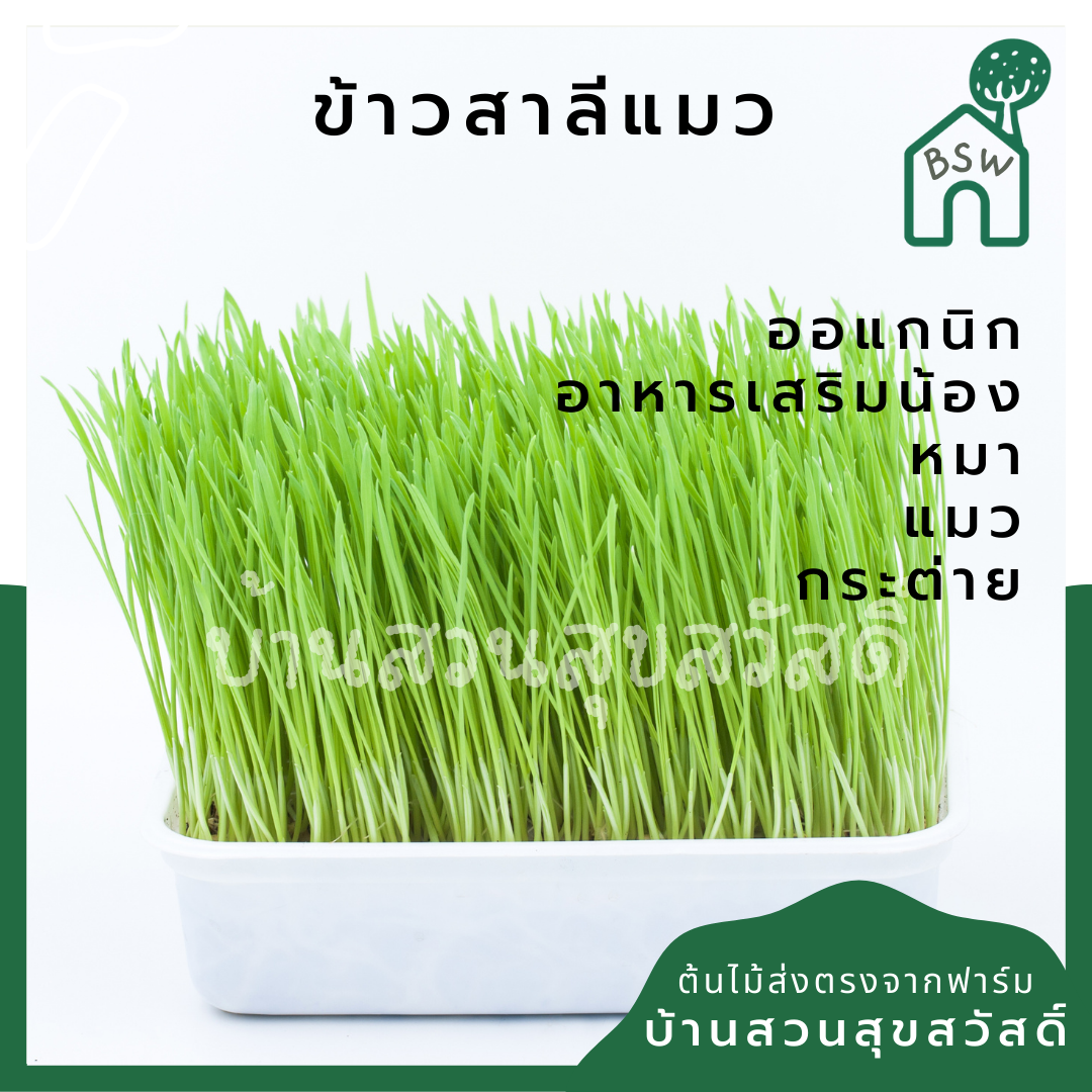 ต้นข้าวสาลี ให้น้องหมา น้องแมว ทานได้