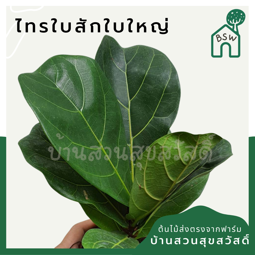 ต้นไทรใบสัก มาในกระถางพร้อมตั้ง
