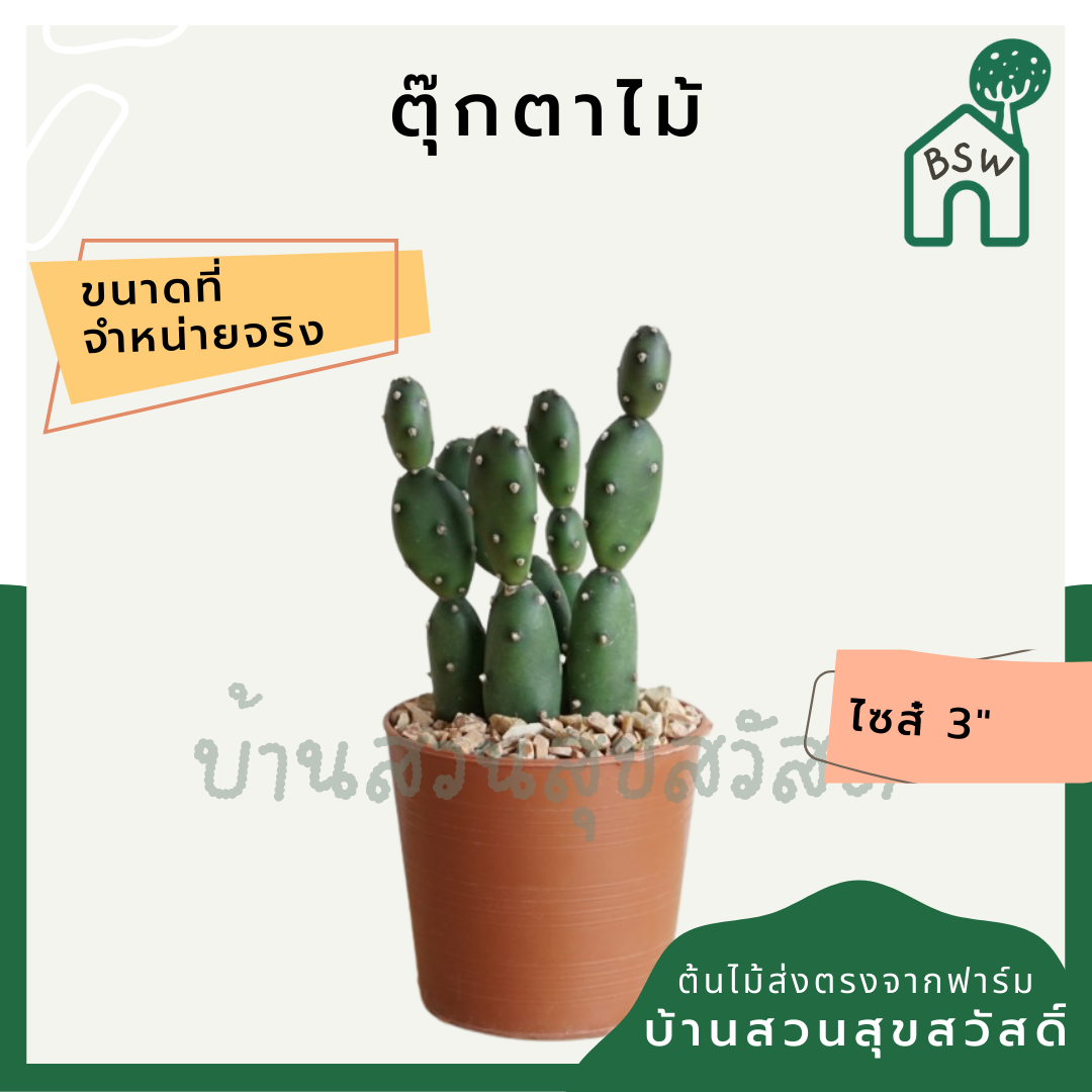 แคคตัสตุ๊กตาไม้ (Opuntia 'Monstrosa') กระบองเพชรในกระถางพร้อมตั้ง