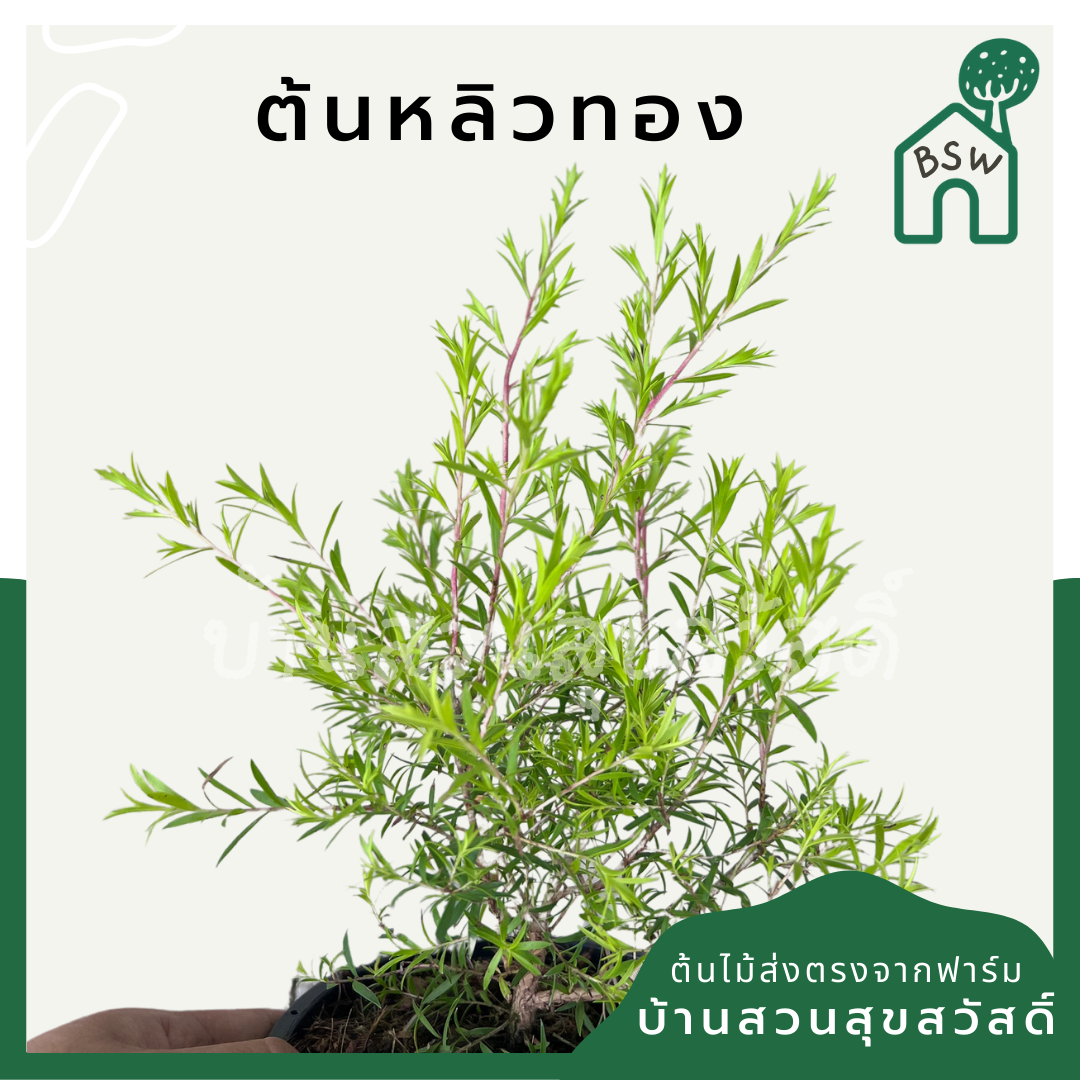 ต้นหลิวทอง