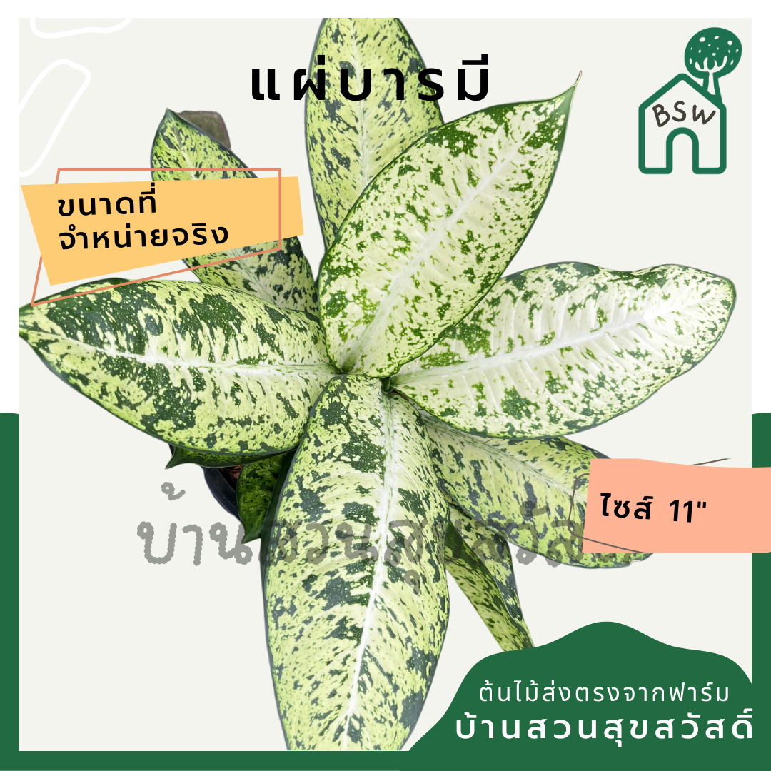 แผ่บารมี กระถาง 11 นิ้ว อโกลนีมา ด่างแบบโดดเด่น aglaonema ไม้แรร์