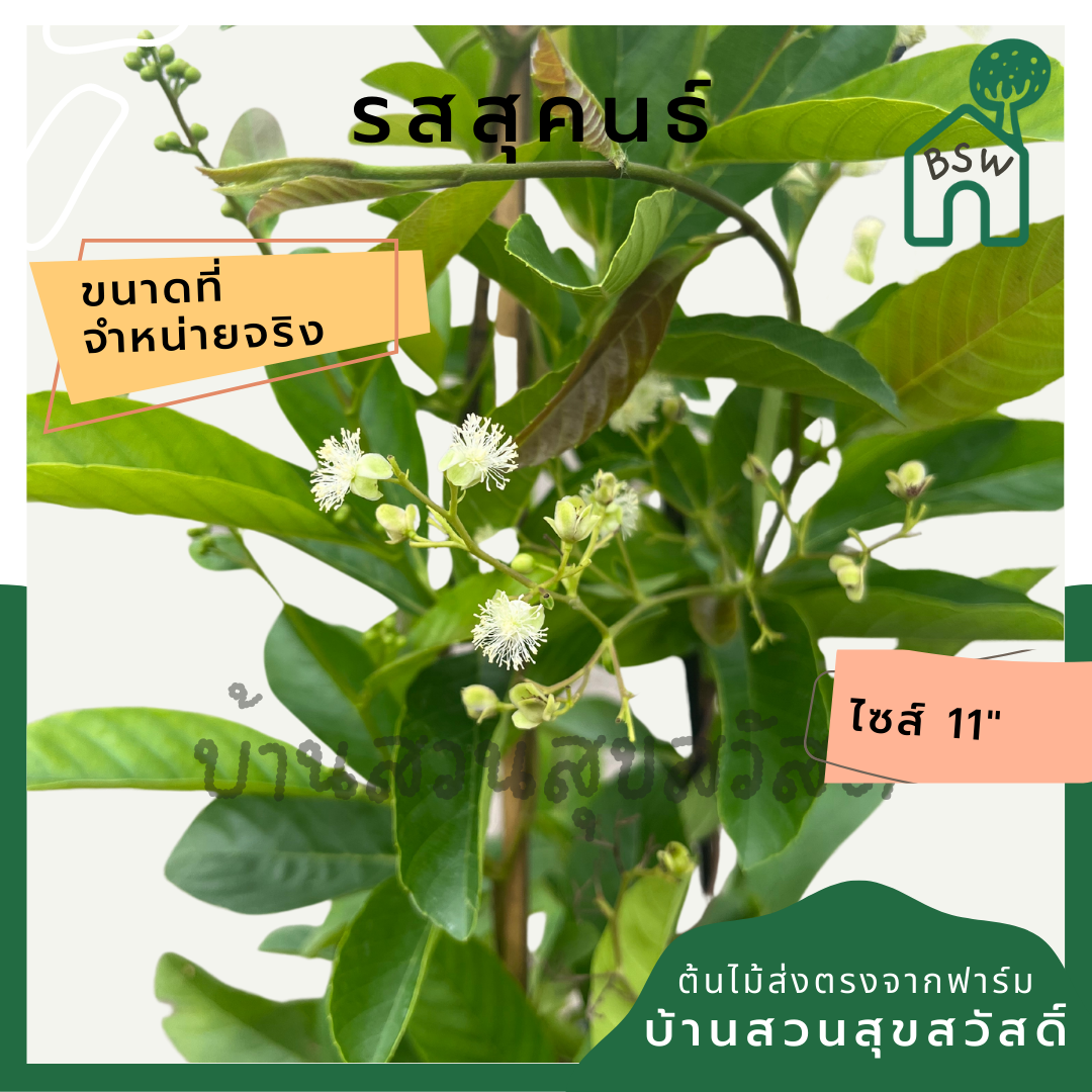รสสุคนธ์ กระถาง 11 นิ้ว ต้นรสสุคนธ์ เป็นไม้แดด ออกดอกเก่ง
