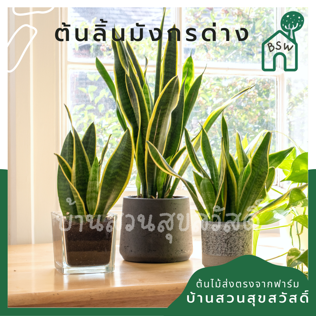 ลิ้นมังกรด่างเหลือง (Sansevieria Trifasciata 'Laurentii') ไม้ฟอกอากาศในถุงดำ