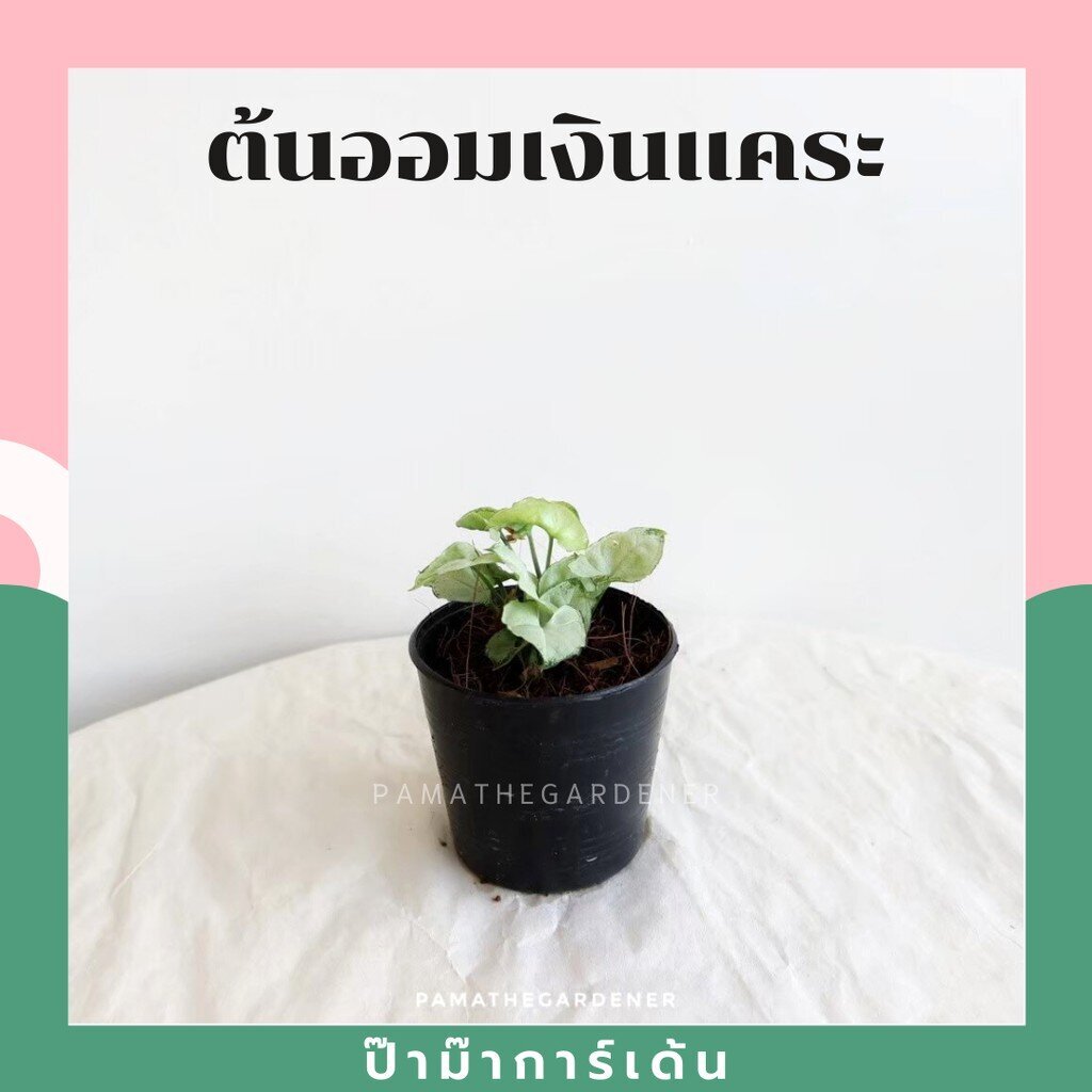 ต้นไม้มงคล ไม้ฟอกอากาศ ต้นใหญ่ รากแน่น ต้นไม้เสริมดวง