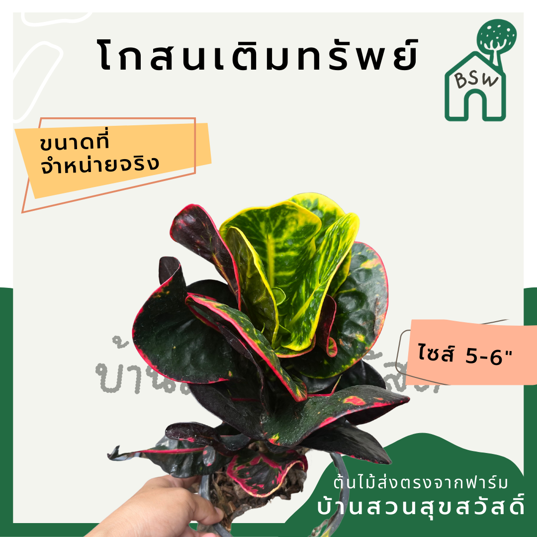 โกสนเติมทรัพย์ กระถาง 5-6 นิ้ว ต้นโกสน เป็นไม้แดด ไม้ด่างสวย ใบสีสันสดใส