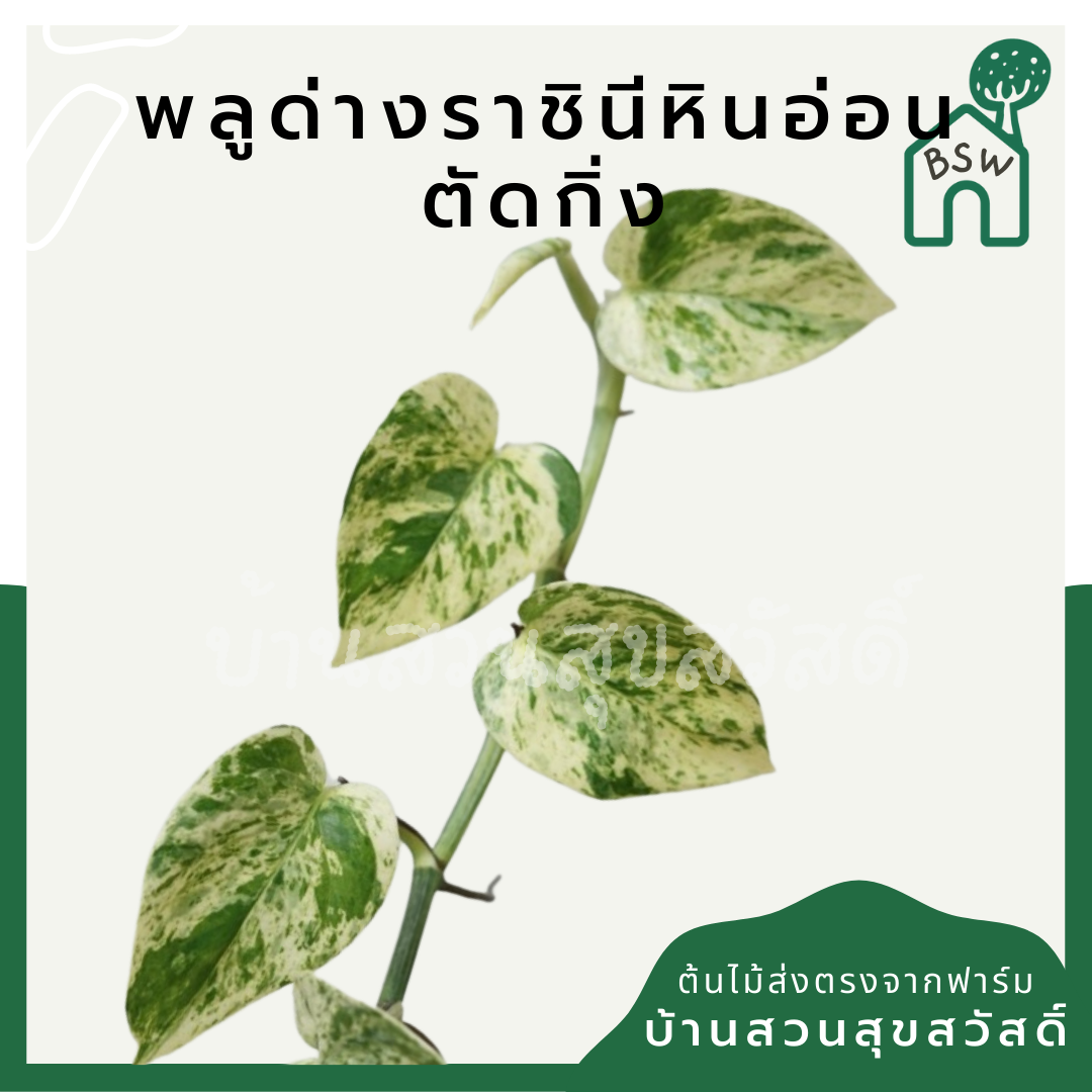 พลูด่าง (Epipremnum Aureum) ไม้ตัดกิ่งราคาย่อมเยา
