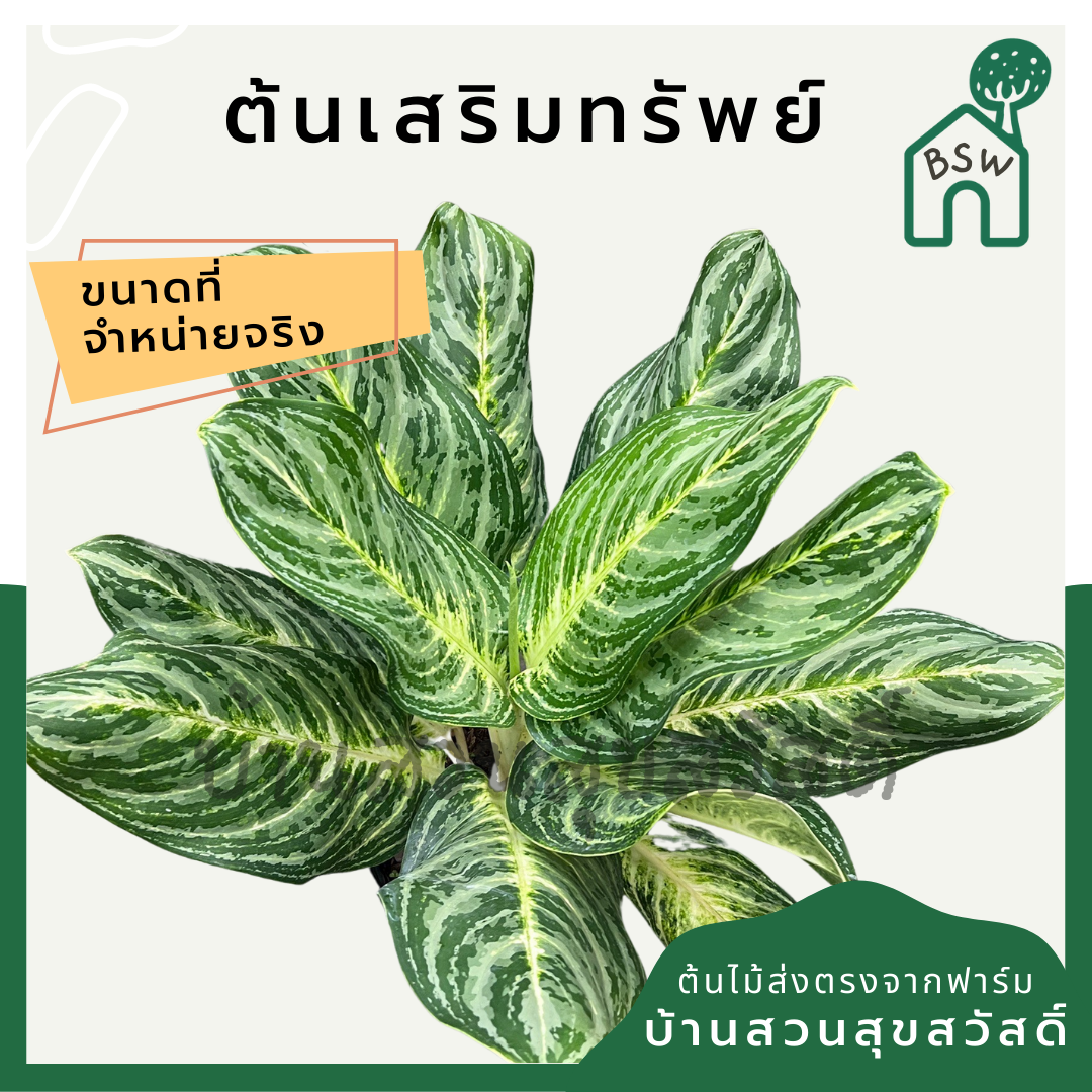 เสริมทรัพย์ (Aglaonema 'Serm Sap') ไม้มงคลในกระถาง 11 นิ้ว