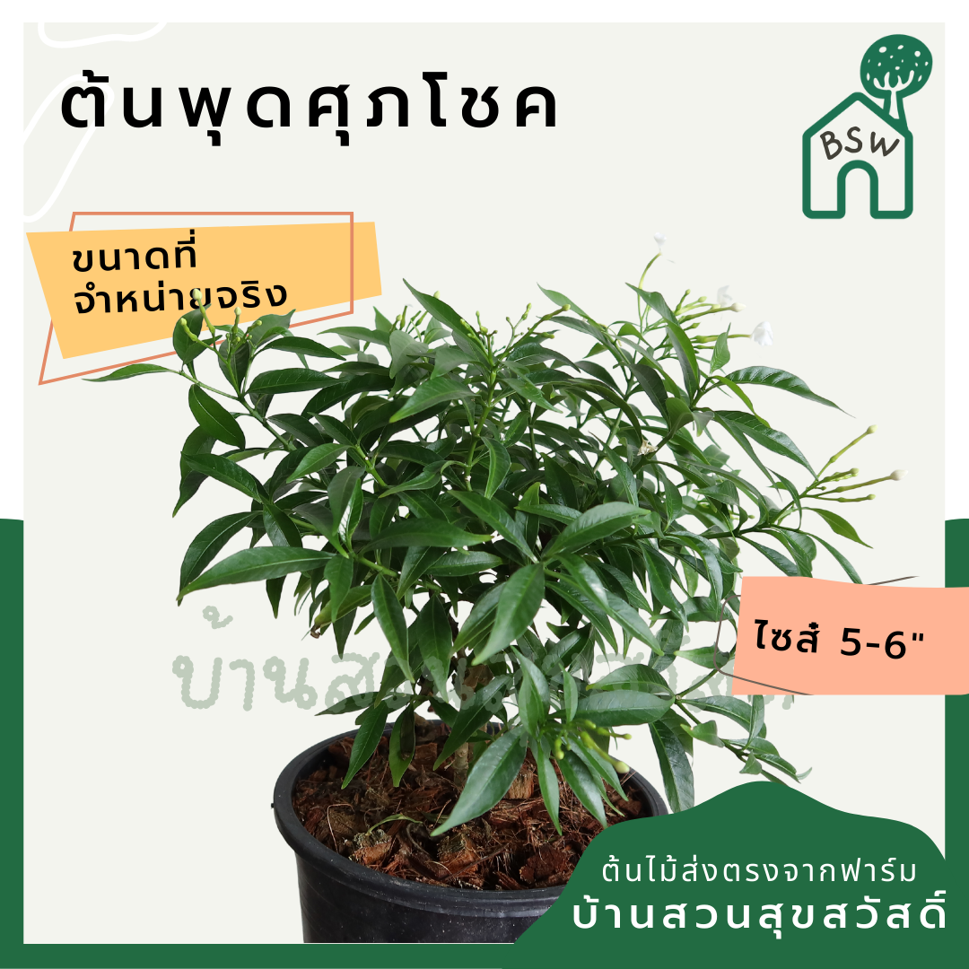 พุดศุภโชค (Gardenia Jasminoides) ไม้ดอกหอมในกระถางพร้อมตั้ง