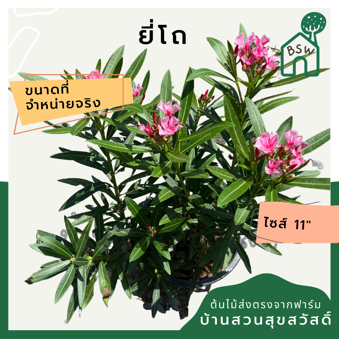 ยี่โถ ต้นยี่โถ กระถาง 11 นิ้ว ไม้แดด ต้นใหญ่สวยมาก ออกดอกตลอดปี