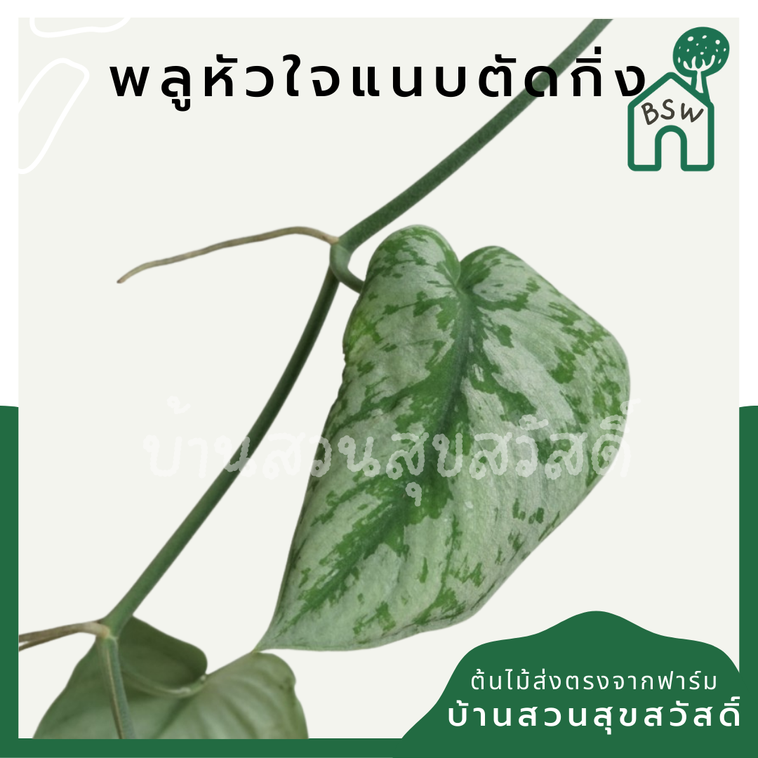 พลูด่าง (Epipremnum Aureum) ไม้ตัดกิ่งราคาย่อมเยา