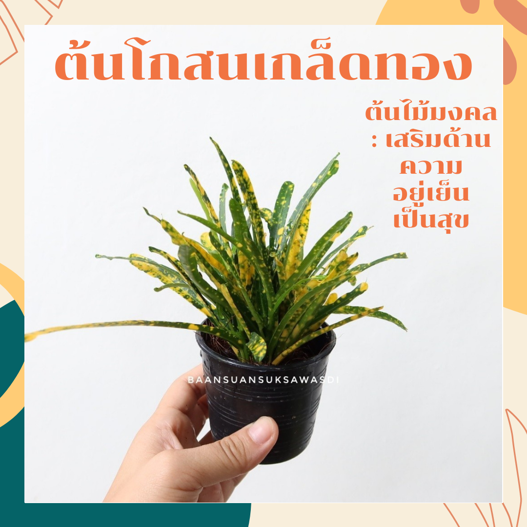 ต้นโกสนเกล็ดทอง ในกระถาง 3 นิ้ว พร้อมตั้ง ต้นไม้มงคล